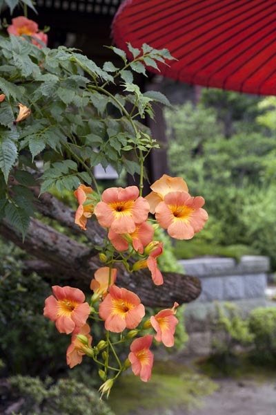 海蔵寺の凌霄花(ノウゼンカズラ)。どことなく舶来(中国原産)というのも頷けます。