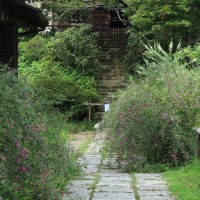 浄光明寺の萩。9月中旬から浄光明寺境内は多くの萩に覆われます。