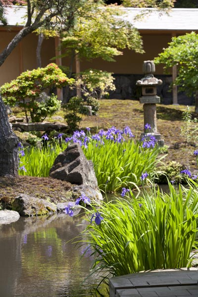 海蔵寺の杜若(カキツバタ)。本堂裏の池にあります。まだ穏やかさの残る初夏の 陽射しに映えます。