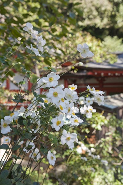 荏柄天神社の秋明菊(シュウメイギク)。神社の朱と白の秋明菊があいます。