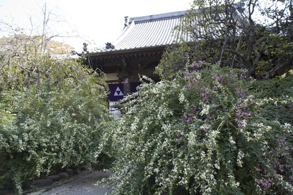 宝戒寺の萩(ハギ)。本堂前を埋め尽くすように萩があります。