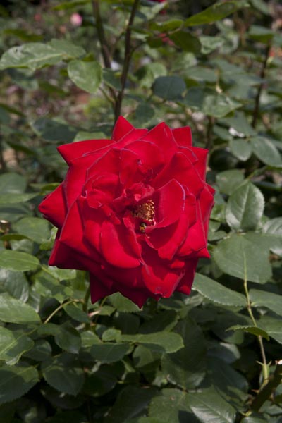 鎌倉文学館の薔薇(バラ)。