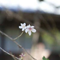 瑞泉寺の冬桜(フユザクラ)。