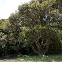 鎌倉文学館のすだ椎(スダジイ)。旧前田侯爵別邸の立派な洋館や邸園とともに見られます。
