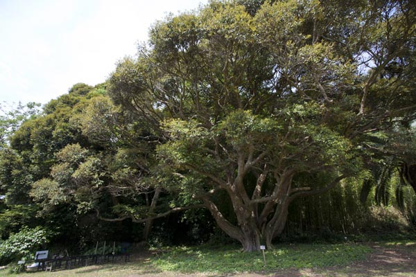 鎌倉文学館のすだ椎(スダジイ)。旧前田侯爵別邸の立派な洋館や邸園とともに見られます。