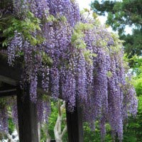 長谷寺の藤。本堂前の藤棚です。