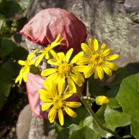 宝戒寺の石蕗(ツワブキ)。花の多い宝戒寺でもこの時期は花が少なく、一層目立ちます。