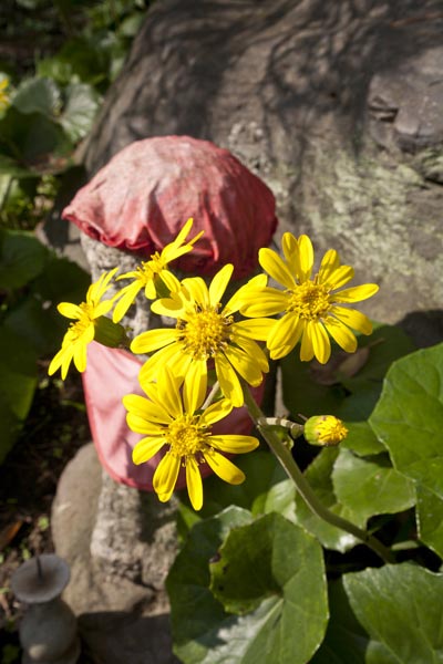 宝戒寺の石蕗(ツワブキ)。花の多い宝戒寺でもこの時期は花が少なく、一層目立ちます。