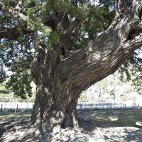 開山の蘭渓道隆手植えのビャクシン。樹齢750年にもなる大木です。