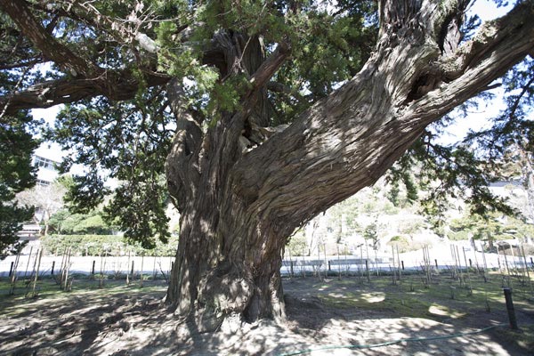 建長寺、開山の蘭渓道隆手植えのビャクシン。樹齢750年にもなる大木です。