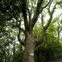 源氏山の楠(クスノキ)。管理事務所付近にあります。幹周は2m80cm。
