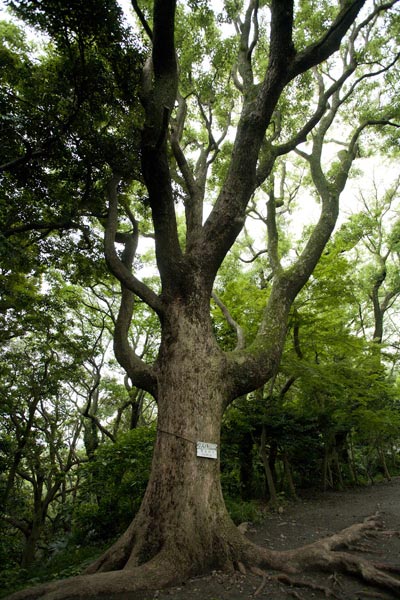 源氏山の楠(クスノキ)。管理事務所付近にあります。幹周は2m80cm。