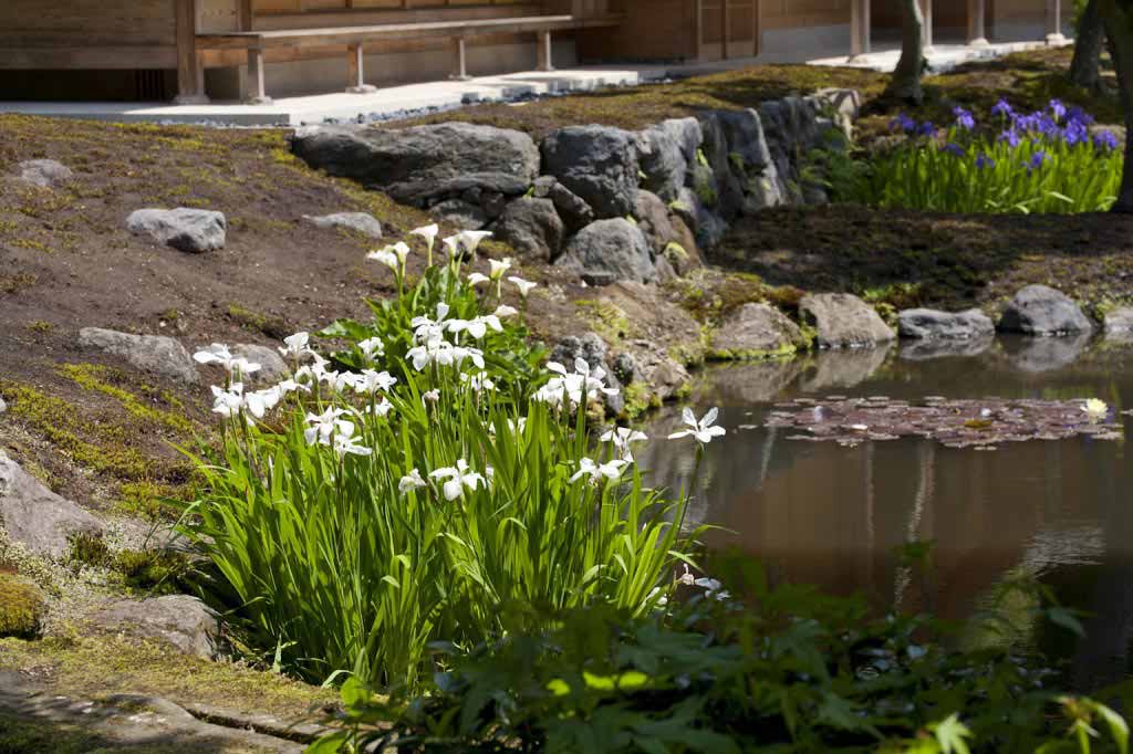 海蔵寺の杜若(カキツバタ)。写真は園芸用の白杜若。