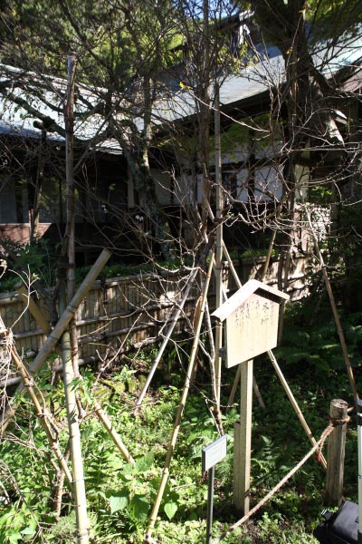 瑞泉寺の冬桜。本堂と同じ平場、門の側にあります。