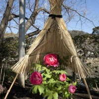 神苑牡丹園の冬牡丹(フユボタン)。鶴岡八幡宮境内、源氏池を囲むようにあります。