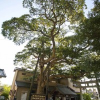 御霊神社の椨(タブノキ)。源義家とともに後三年の役を戦った鎌倉権五郎景正を祀ります。