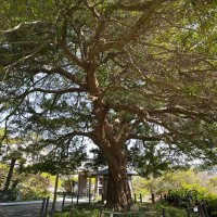 安養院の槙。樹齢700年、開山の良弁尊観の手植えと伝わる槙の巨木。鎌倉市の天然記念物です。