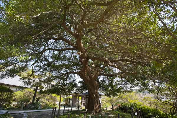 樹齢700年、開山の良弁尊観の手植えと伝わる槙の巨木。鎌倉市の天然記念物です。