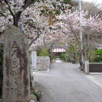 五大堂明王院の参道。桜が飾ります。