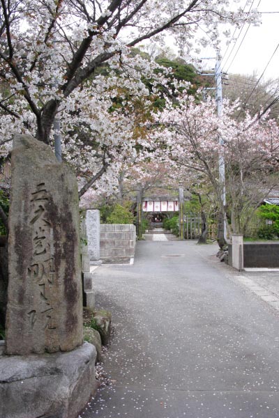 五大堂明王院の参道。桜が飾ります。