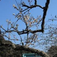 光則寺の梅。光則寺は山に面しており、少し高い場所にあるため、空の抜けがよく麗らかな気分になる場所です。