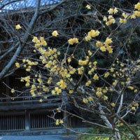 2014年2月5日の妙本寺。この木は、素人蝋梅(ソシンロウバイ)という梅の一種。12月下旬から下向きに黄色の美しい花が咲きます。