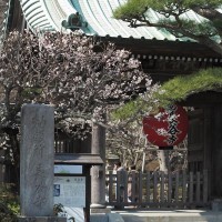 長谷寺山門の梅。長谷寺は梅といい、紅葉ライトアップといいこの場所がとても写真映えします。山門と提灯、背後に広がる山には境内が見える。長谷寺の顔はとてもよいなといつも思います。