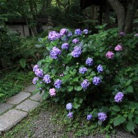 瑞泉寺のあじさい。本堂の平場で最も好きな株がこれ。山門を入って左、椅子がおかれた展望所の手前にあります。