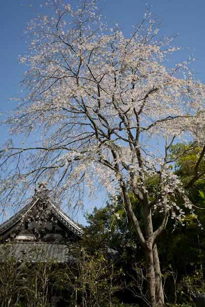 安国論寺のメインはこの枝垂桜。高くそびえて枝垂れる様が見事です。