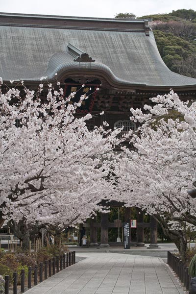 建長寺。三門前の桜。