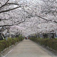段葛の桜。写真は改修前のものです。植え替えられた桜が育つまで、この景色はしばらくおあずけです。