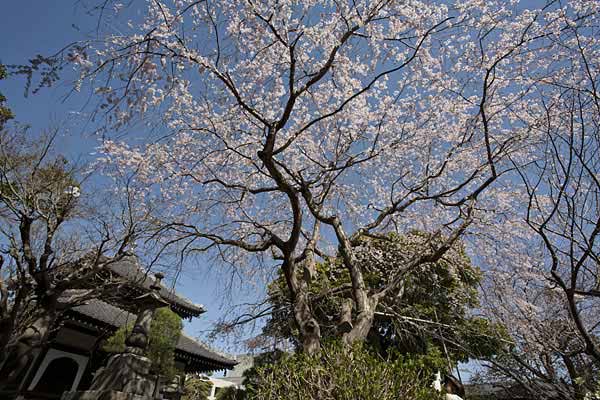 本覚寺の枝垂桜。