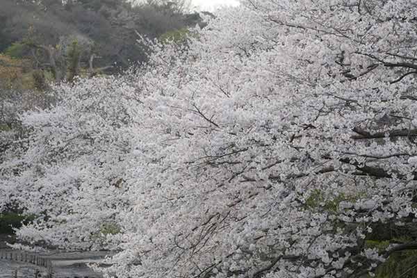 鶴岡八幡宮。源氏池の桜。逞しく雄々しい風情です。