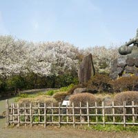 源氏山公園の桜。源頼朝像を囲んで咲く様は、その偉業を讃えているようです。
