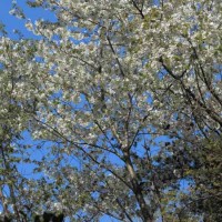 浄智寺のタチヒガン。旬を過ぎてしまい緑が目立ちますが、花が豊かに咲く種であることがわかります。