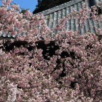 妙本寺の海棠。毬のようにみえます。
