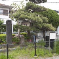 三浦大介腹切の松。公園に柵がつくられ史跡となっています。