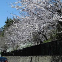 横浜国大附属前の桜。桜の季節、鶴岡八幡宮から頼朝の墓など北東方面に足をのばすならぜひ通っていただきたい道です。