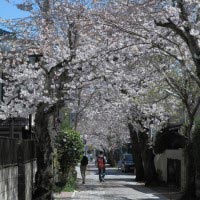 大倉幕府跡石碑のある十字路を中心に長い桜並木がつくられています。