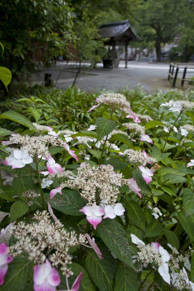 妙本寺のあじさい。森々とした雰囲気によくあいます。