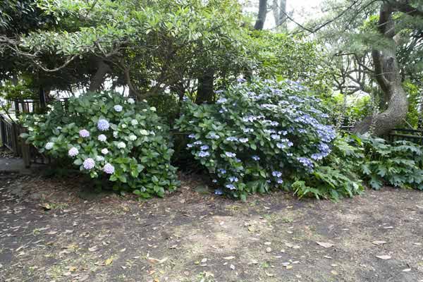 稲村ケ崎海浜公園、展望台にあるあじさい。ちょうど展望台の後ろ側にたくさん植えられています。