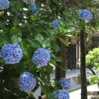 円覚寺仏殿背後の杉木立に咲くあじさい。夏らしい雰囲気です。