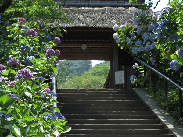 東慶寺の山門。春は梅、夏はあじさい秋は紅葉に彩られます。