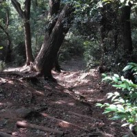 この辺りで青大将に出会いました。いい景色です。