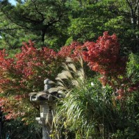 高徳院(大仏)の紅葉。受付を入って大仏様へと向かう途中にあるススキと紅葉。
