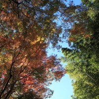 朝比奈切通しの紅葉。紅葉と竹林、秋空がとても爽やか。