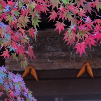 長勝寺法華堂前の紅葉。法華堂との色合いがきれいです。