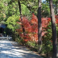 鶴岡八幡宮、鎌倉国宝館前の紅葉。奥に白幡神社がみえています。