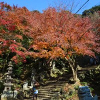 建長寺半僧坊へと向かう急な階段は紅葉に囲まれています。