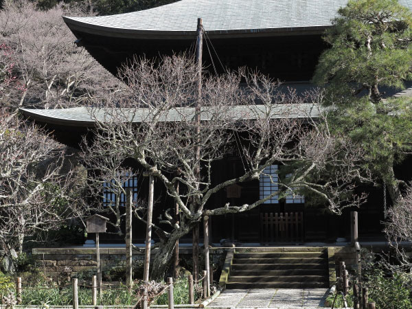 黄梅という名の由来となった瑞泉寺の黄梅。